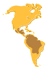 Élőhely: Közép és Dél-Amerika trópusi erdői